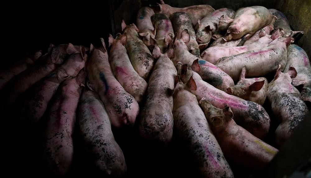 La ciudad antitaurina donde se matan 14.000 cerdos al día